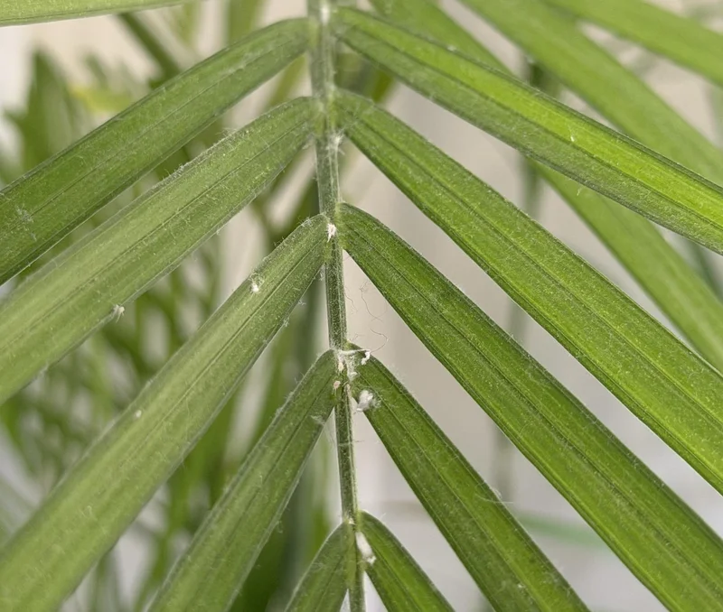 Close-up of mealybugs on bamboo palm