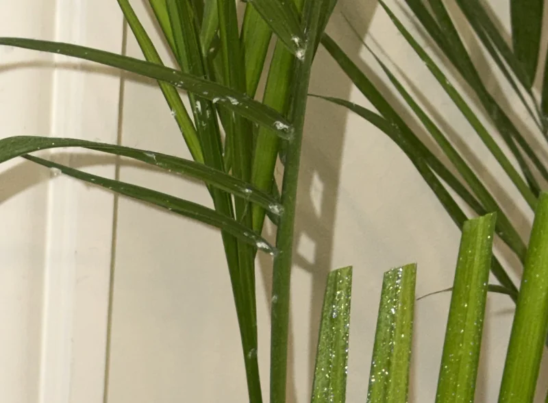 spray down your plant!
