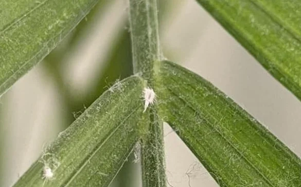 Close-up shot of a mealybug. He looks like a tiny fuzz!