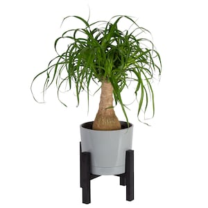 Up to 50% Off Select House Plants