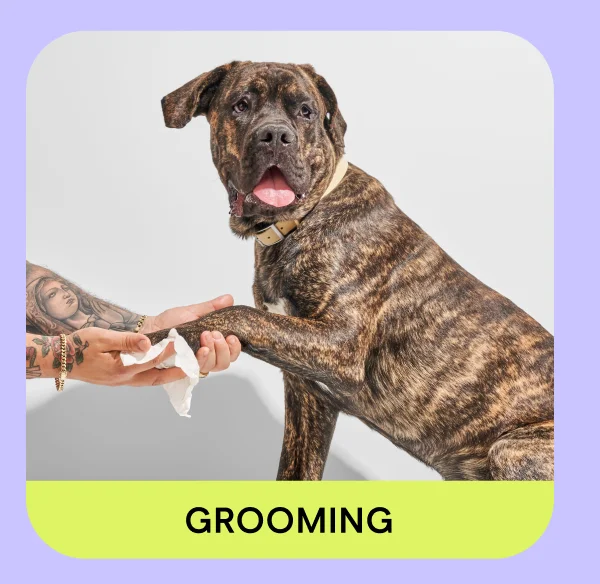 Grooming