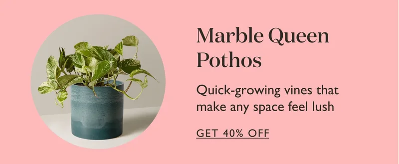 Marble Queen Pothos: Quick growing vines that make any space feel lush