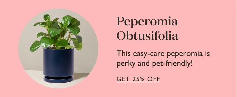Peperomia Obtusifolia: This easy care peperomia is perky and pet friendly!