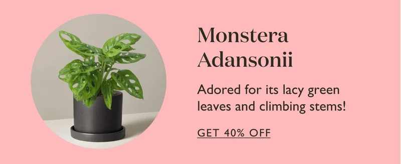 Monstera Adansonii: Adored for its lacy green leaves and climbing stems!