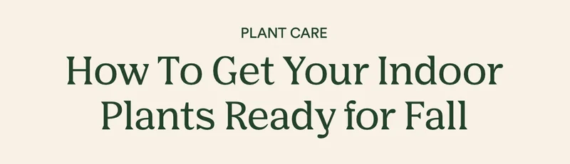 Plant Care: How to get your home ready for fall