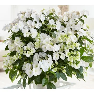 Ships 5/6/24 Roberta's 1pc Proven Winners Fairytrail Bride Hydrangea