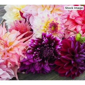 Ultimate Innovations 3-piece Assorted GoGo Dahlia Bulbs