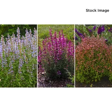Cottage Farms 3pc Tricolor Hummingbird Mint Live Plants