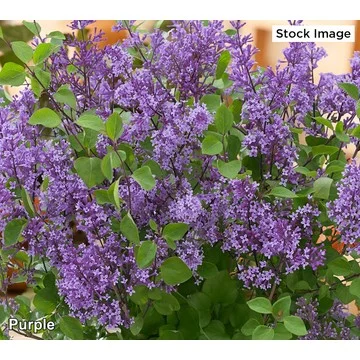 Cottage Farms 1-Piece Reblooming Fragrant Lilac Live Plant
