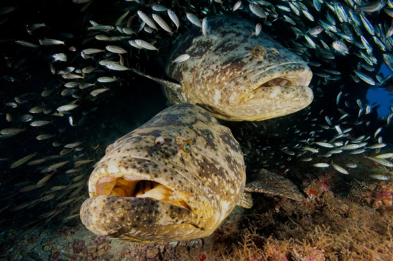 Two goliath groupers with their mouths open swimming among a school of smaller fish.