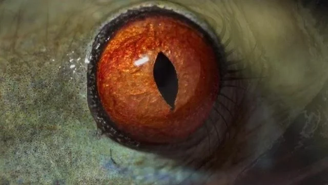 The eyes of a Cuban rock iguana, a gargoyle gecko, a blue-eyed black lemur, a southern ground hornbill, a red-eyed tree frog, a domestic goat, a western lowland gorilla, and a human.