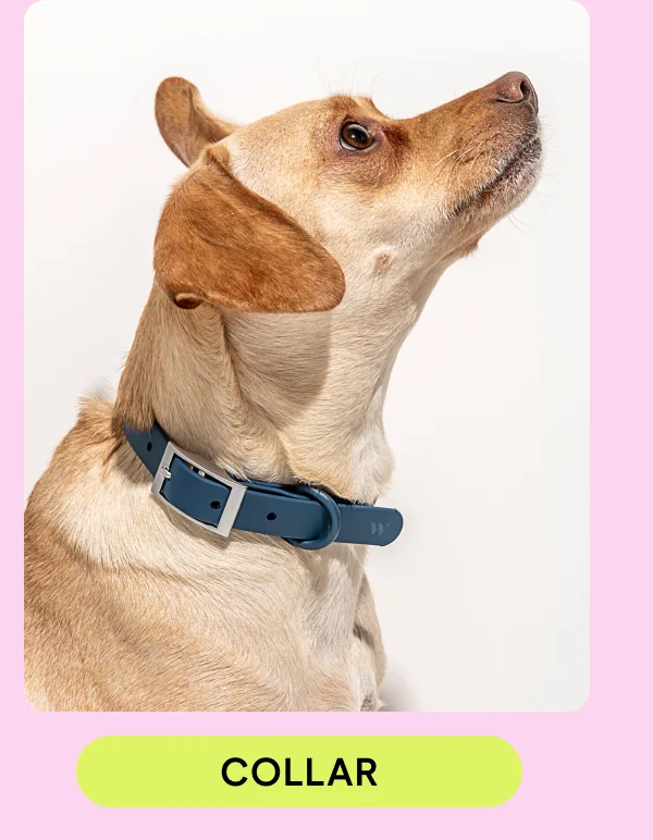 collar