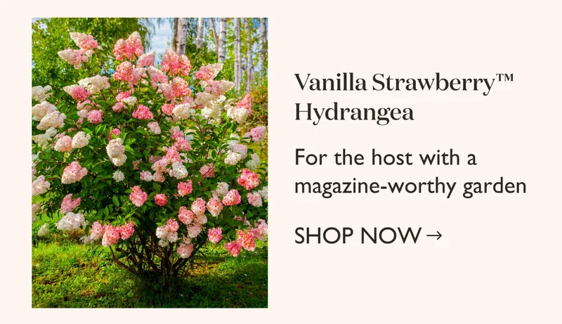 Order Vanilla Strawberry Hydrangea