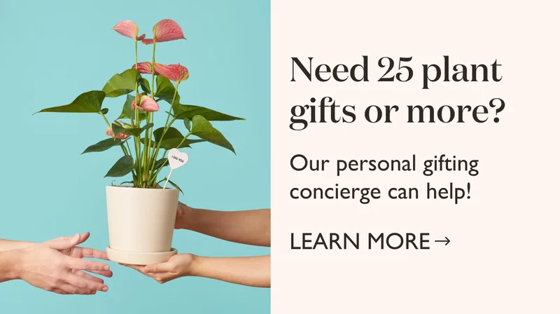 Learn more about Bulk Gifting
