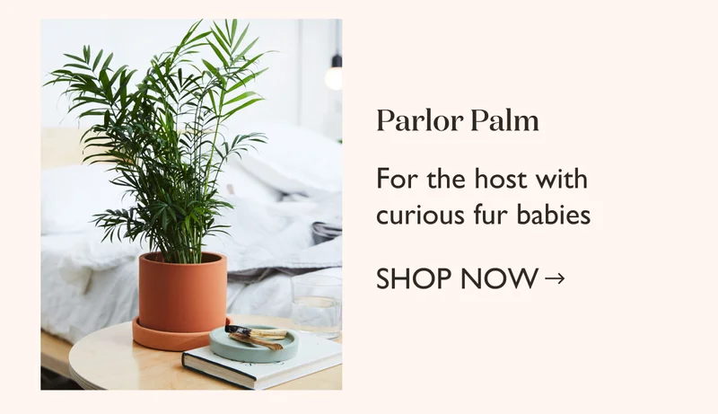 Order Parlor Palm