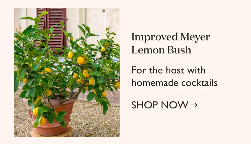 Order Improved Meyer Lemon Bush