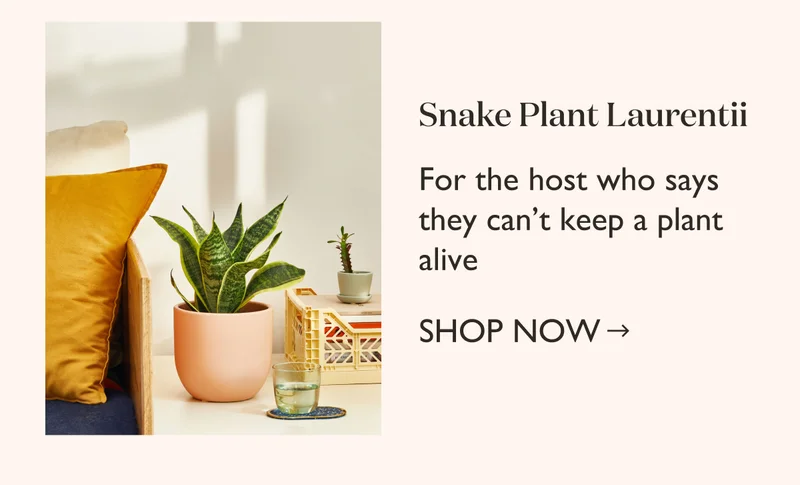 Order Snake Plant Laurentii