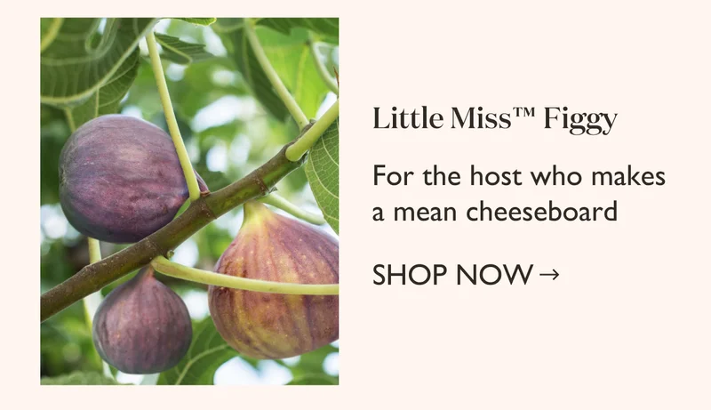 Order Little Miss Figgy