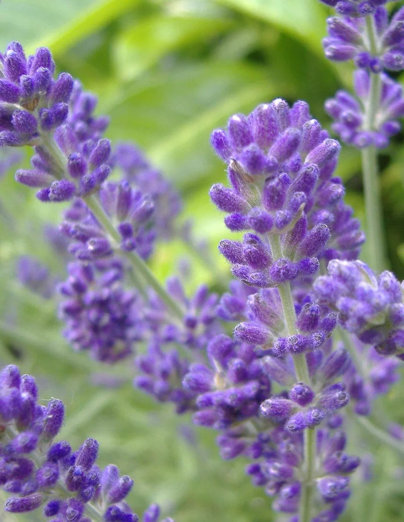 Image of Phenomenal™ Lavender Plant