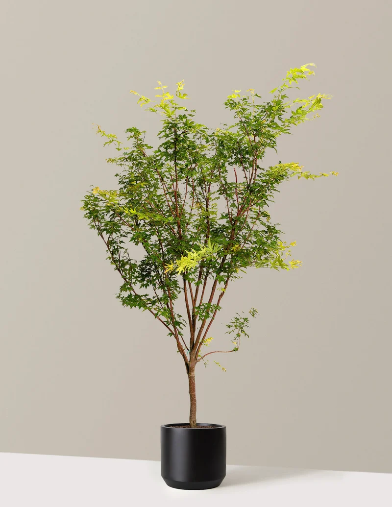 Image of Coral Bark Japanese Maple