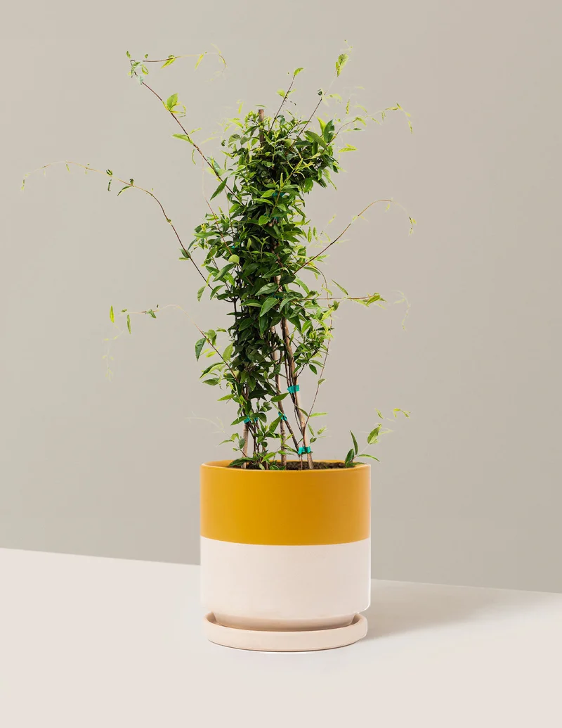 Image of Carolina Jasmine