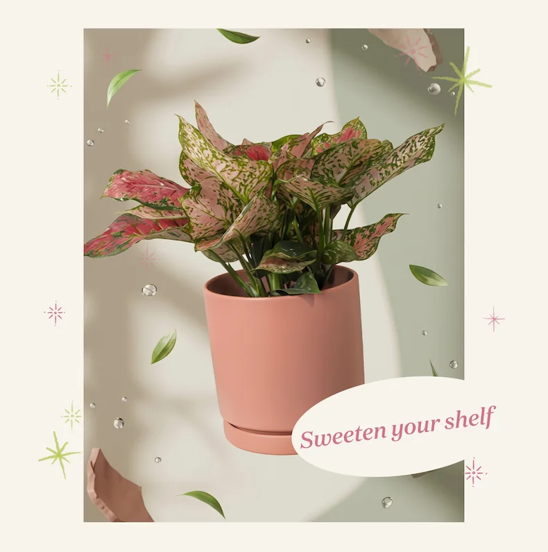 Shop Bubblegum