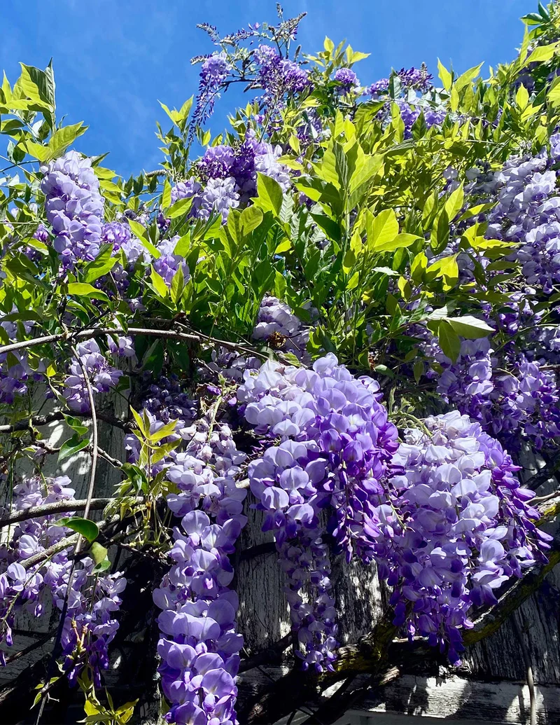 Image of Amethyst Falls Wisteria