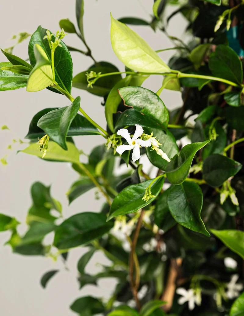 Image of Star Jasmine