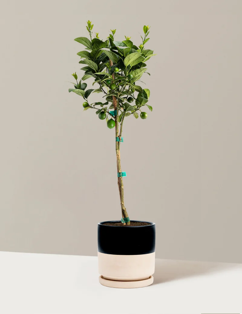 Image of Key Lime Tree