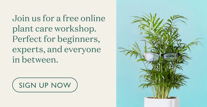 Join us for an online plant care workshop. Suited for beginners, experts, and everyone in between.