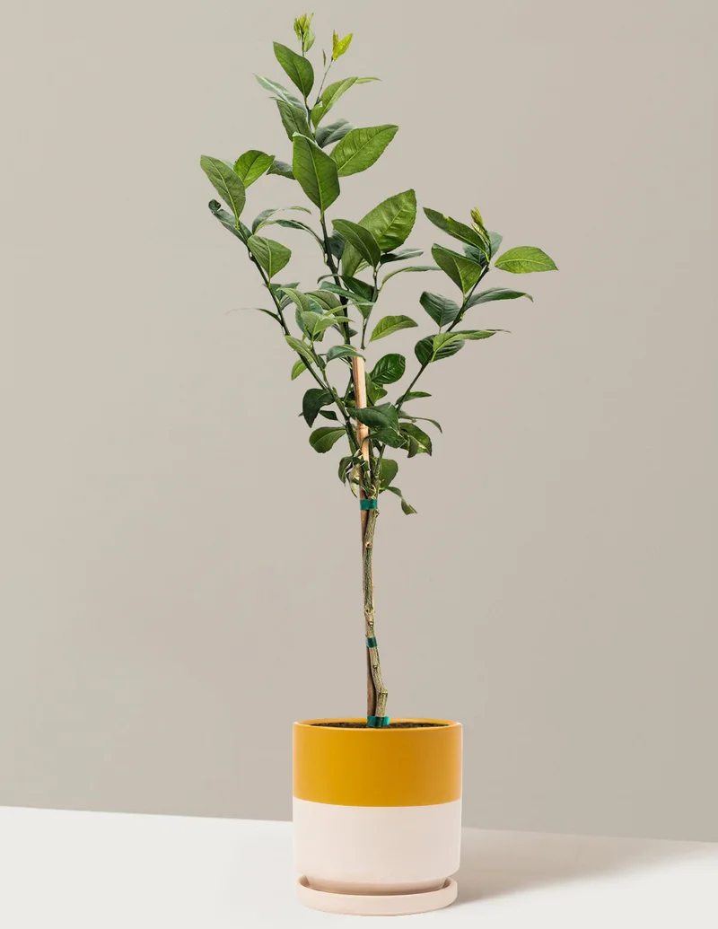 Image of Meyer Lemon Tree