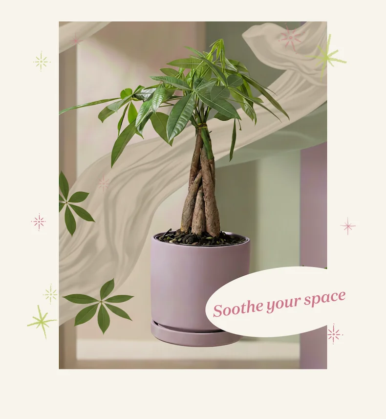 Shop Lavender