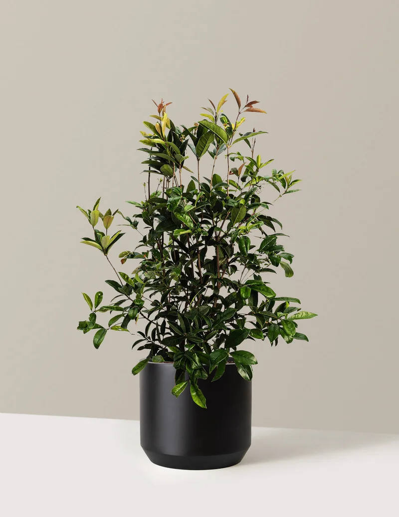 Image of Fragrant Tea Olive Tree