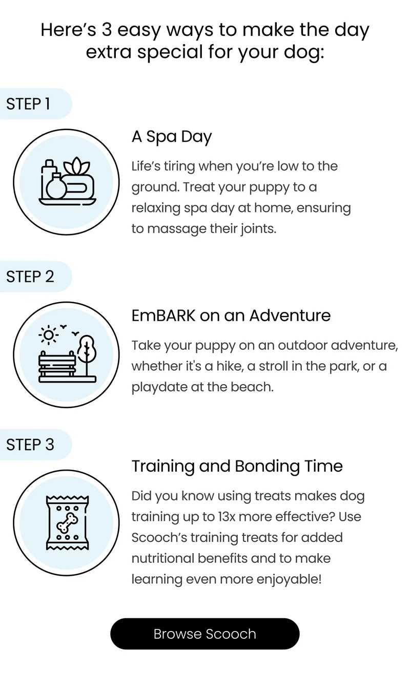 Here’s 3 easy ways to make the day extra special for your dog - Browse Scooch