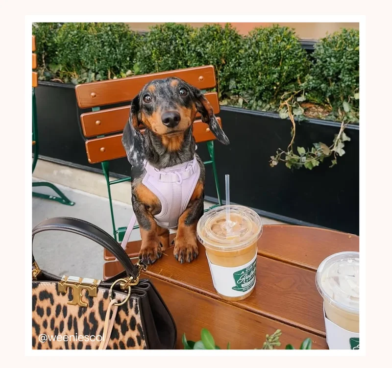 Dog with lilac walk kit