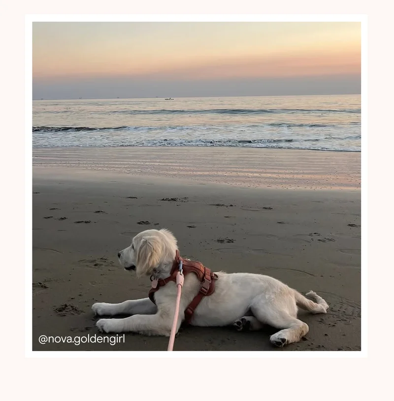 dog with cocoa harness and blush rope leash