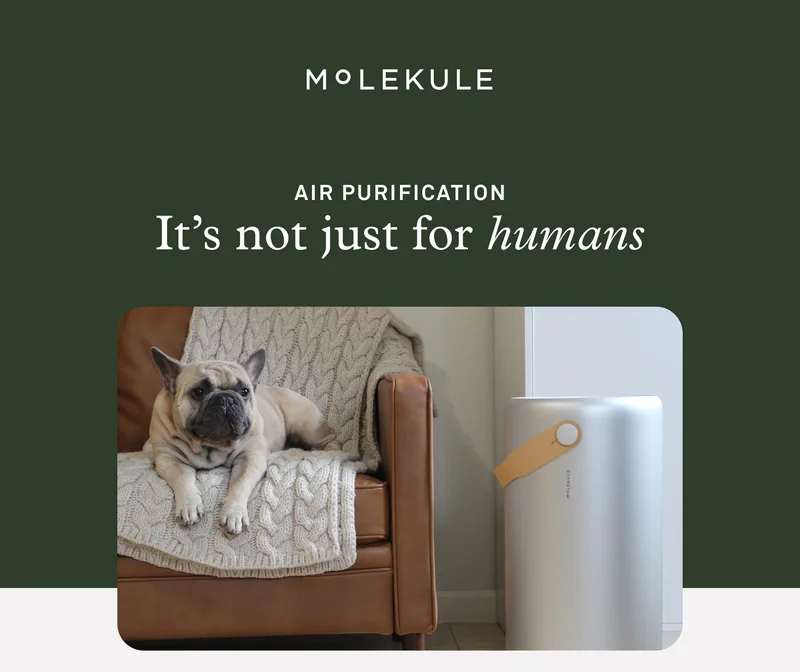 Air Purification - It's not just for humans