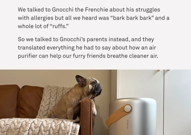 We talked to Gnocchi the Frenchie about his struggle with allergies but all we heard was "bark bark bark" and a whole lot of "ruffs."