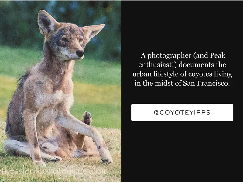 Sitting coyote from @coyoteyipps instagram page