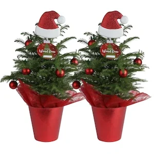 Up to 50% Off Select Costa Farms Holiday Plants