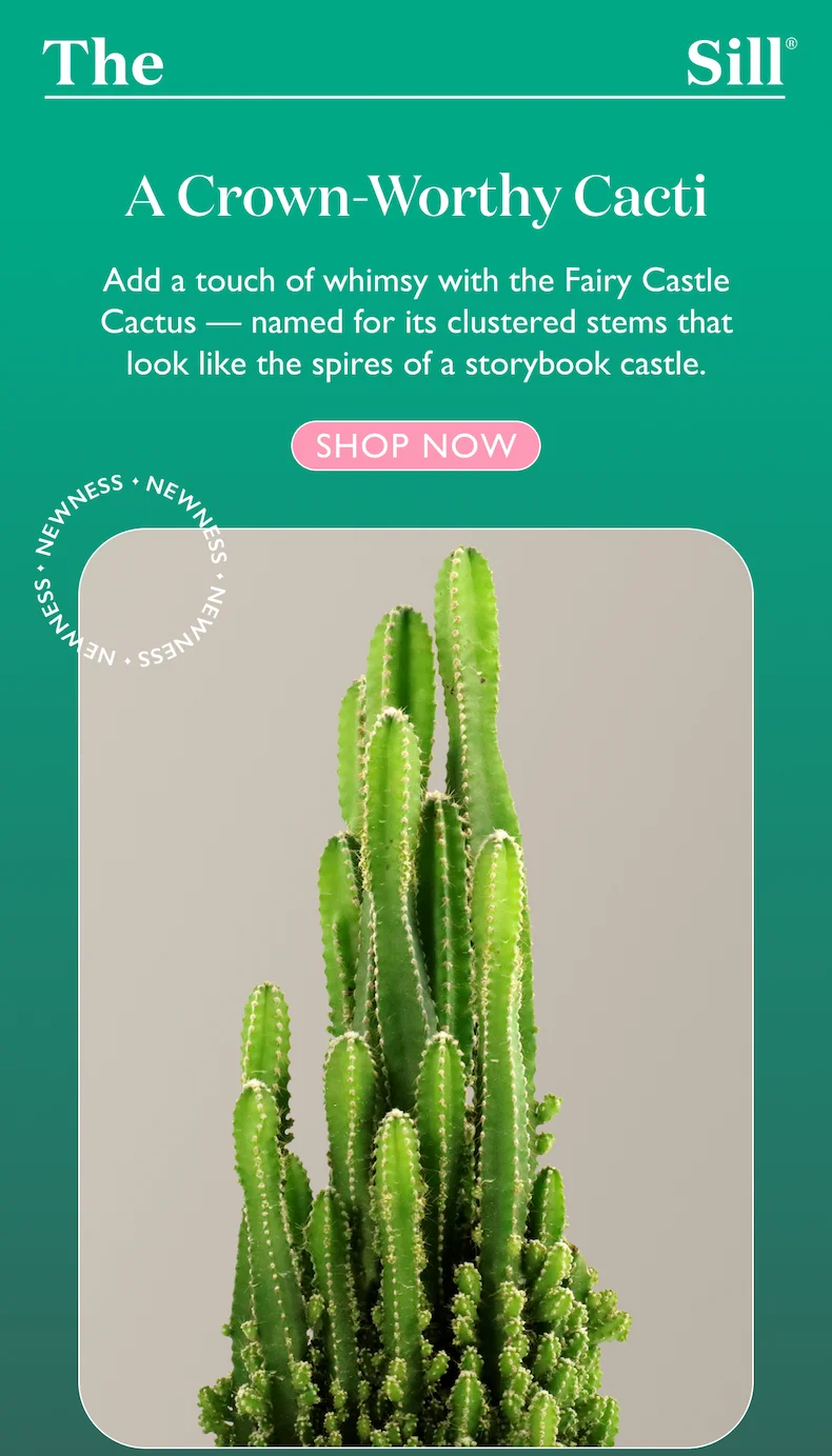 Shop the Fairy Castle Cactus: Add a touch of whimsy with the Fairy Castle Cactus — named for its clustered stems that look like the spires of a storybook castle.