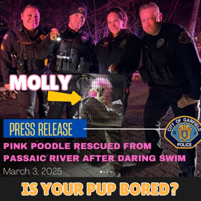 Molly the Pink Poodle