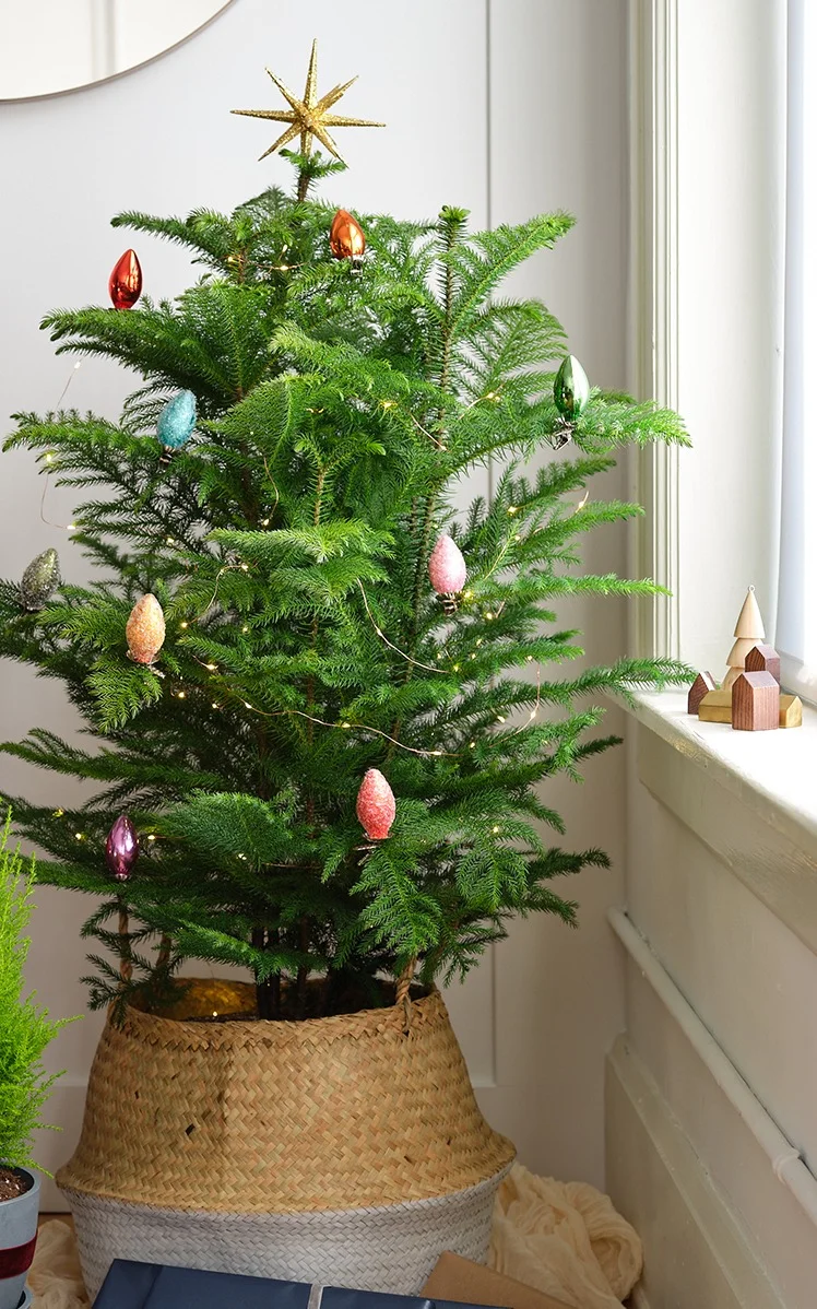 Shop the XL Norfolk Pine