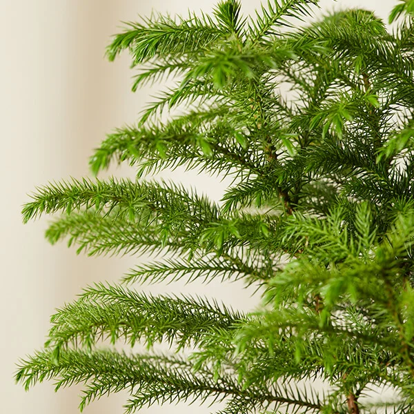 closeup norfolk pine