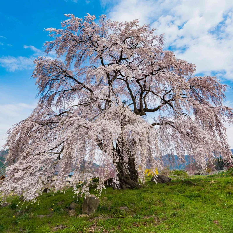 Image of Weeping Yoshino Flowering Cherry