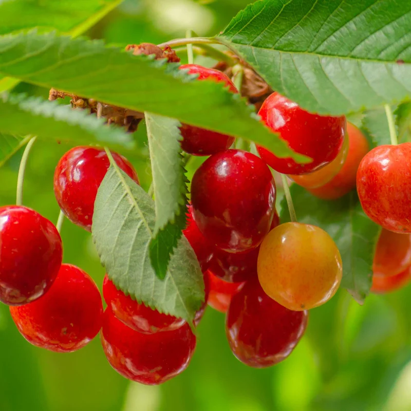 Image of Lapins Cherry Tree