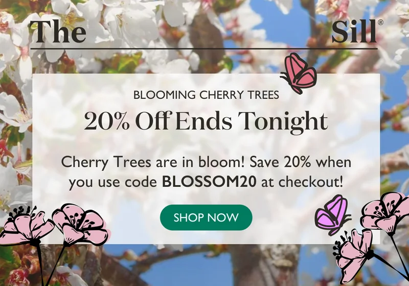 Ends tonight! 20% off blooming Cherry Trees! Use code BLOSSOM20 at checkout. Shop now.