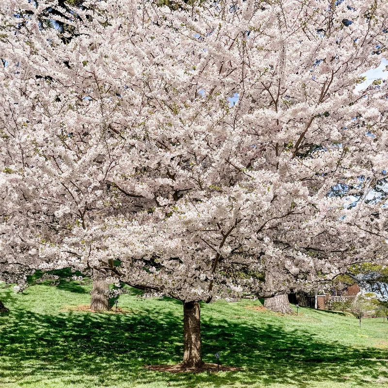 Image of Yoshino Flowering Cherry Tree