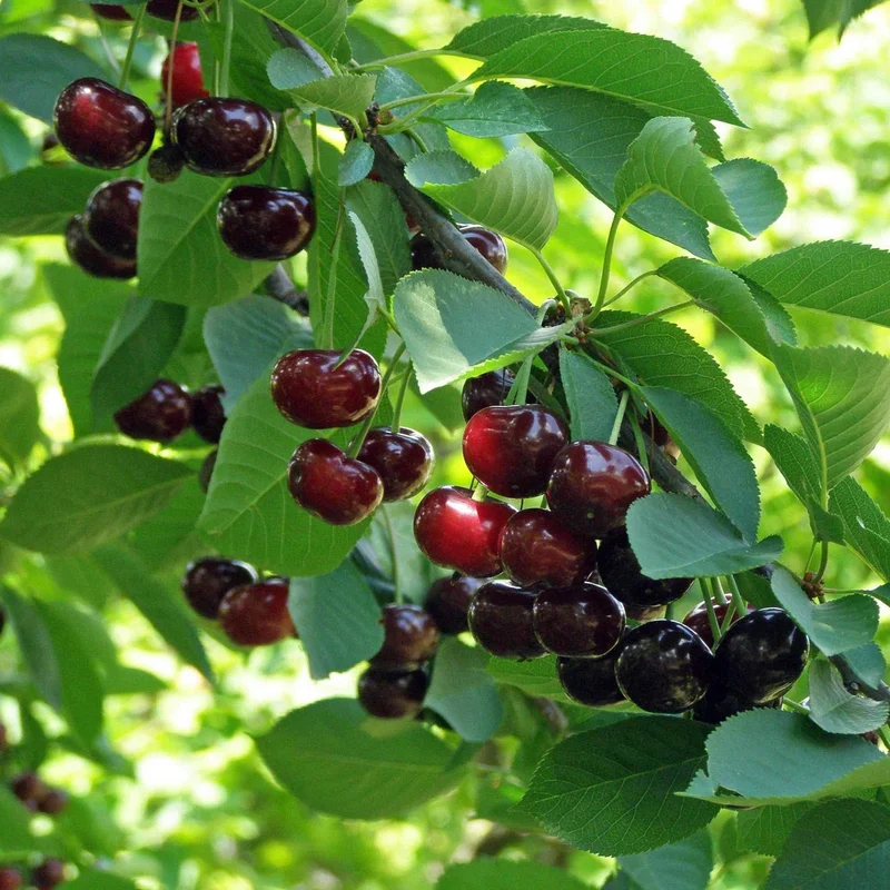 Image of Romeo Cherry Tree