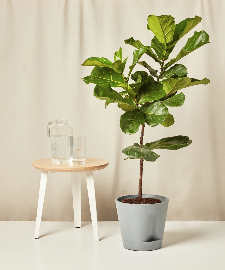 self watering fiddle leaf fig